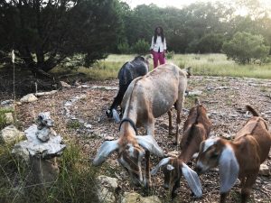 Nubian goats with Spiral Roots Wild on regenerative grazing path at Lotus Ranch in WImberley TX
